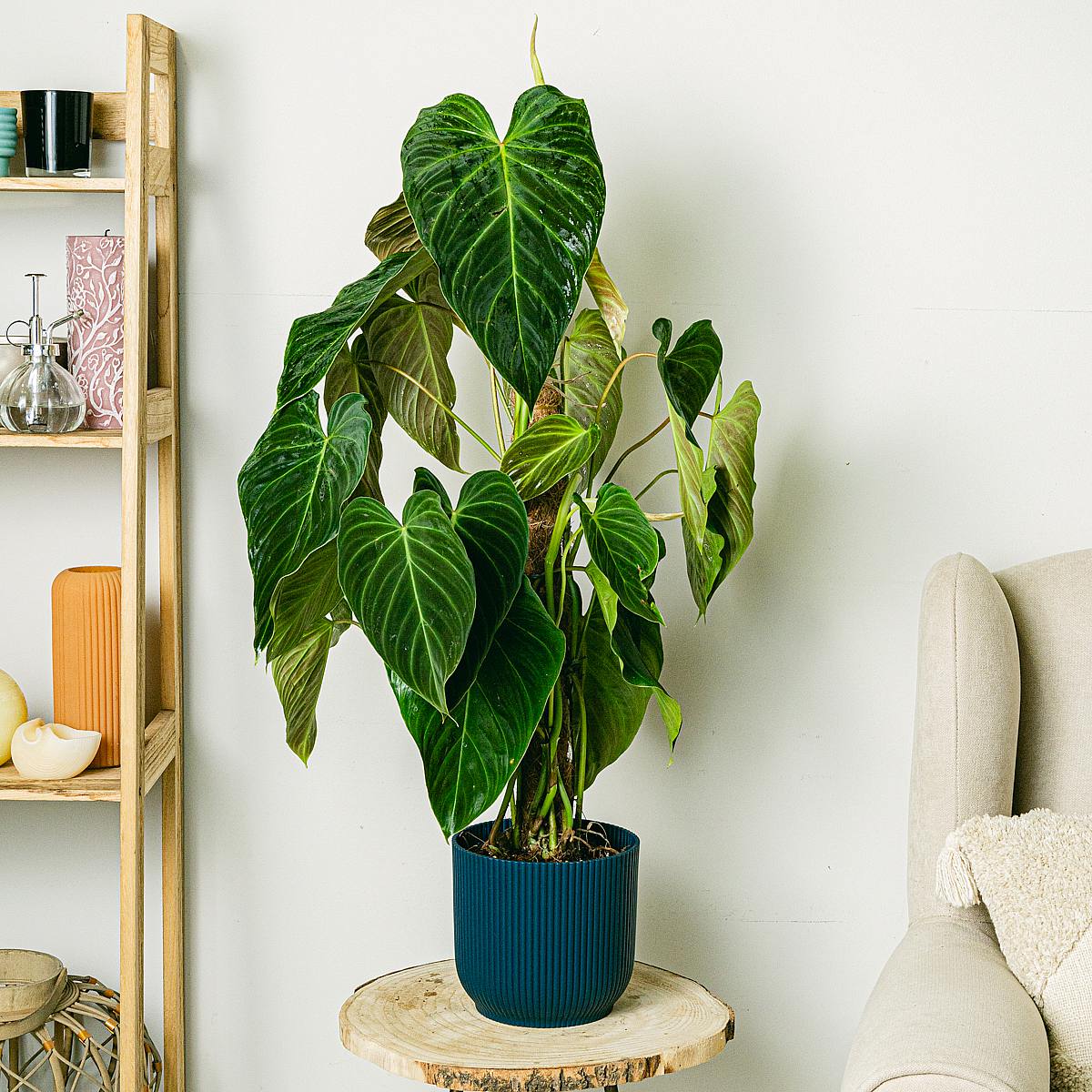 Philodendron splendid picture 1