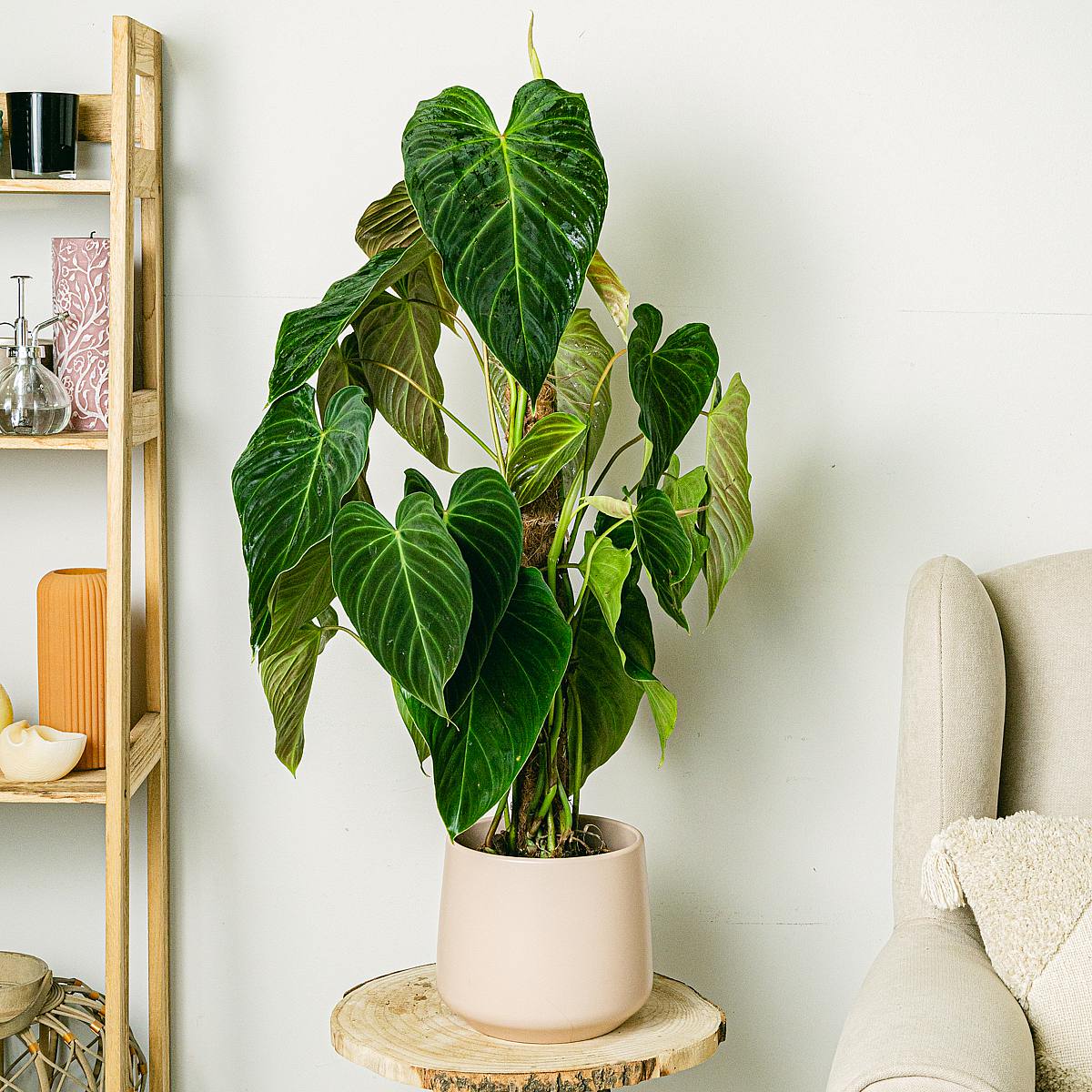 Philodendron splendid picture 2