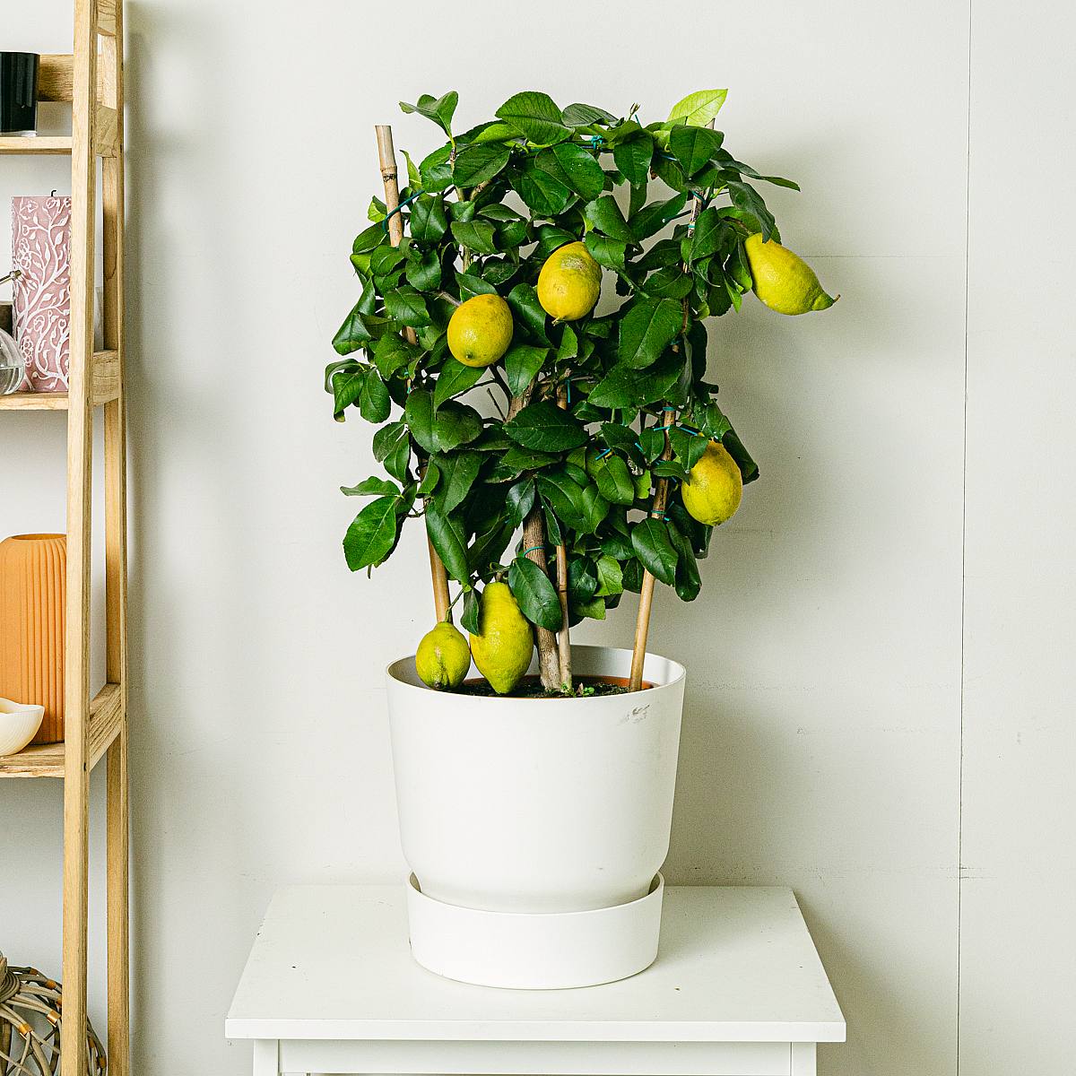 Citrus Lemon picture 1