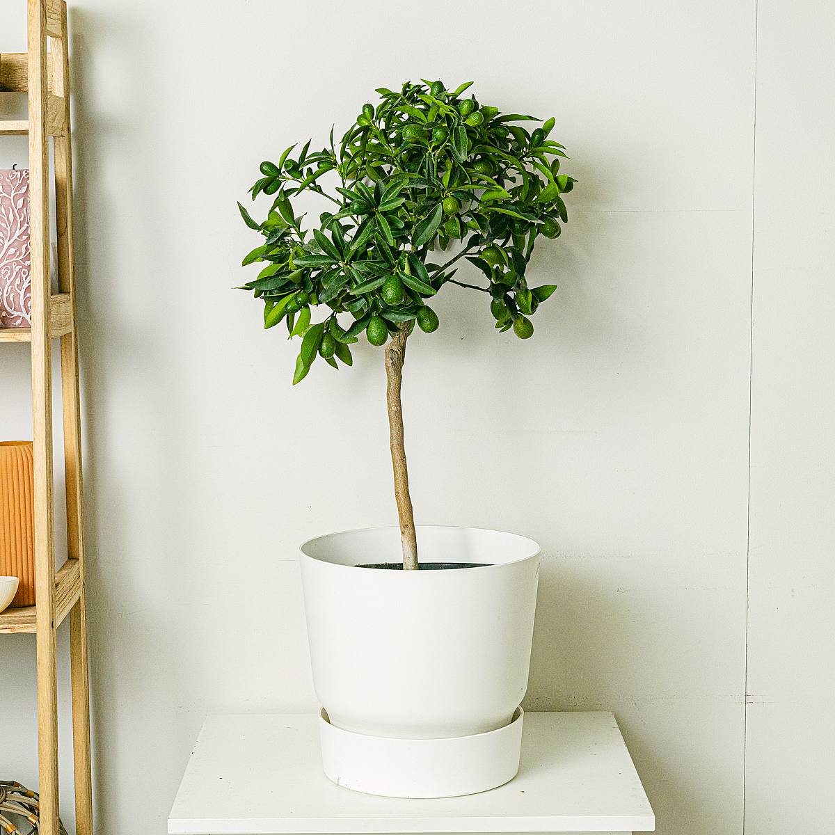 Giant Citrus Kumquat picture 0