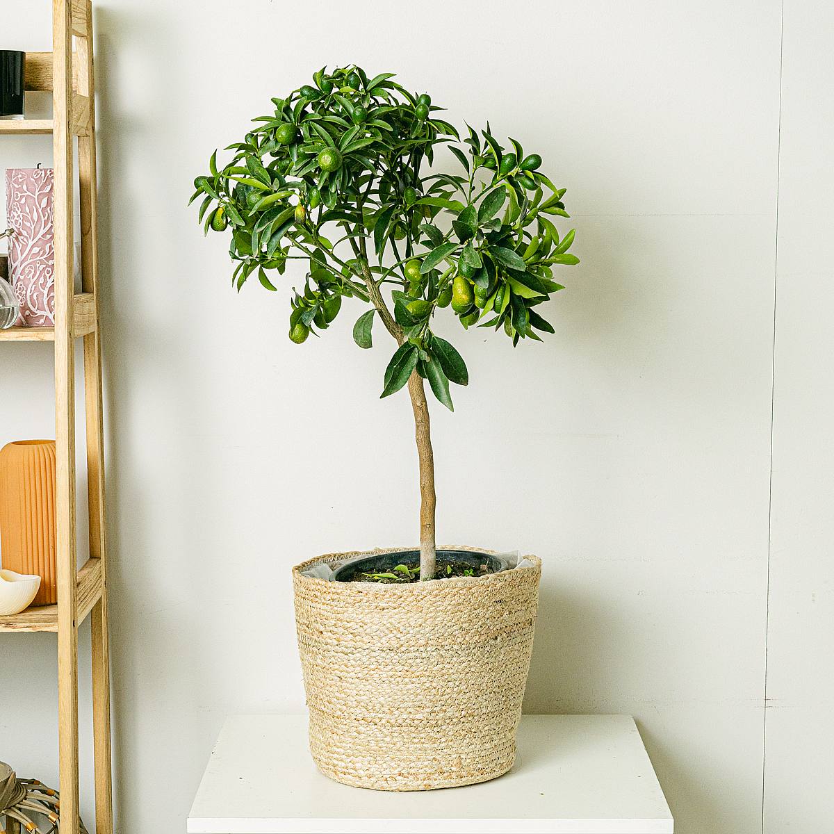 Giant Citrus Kumquat picture 1