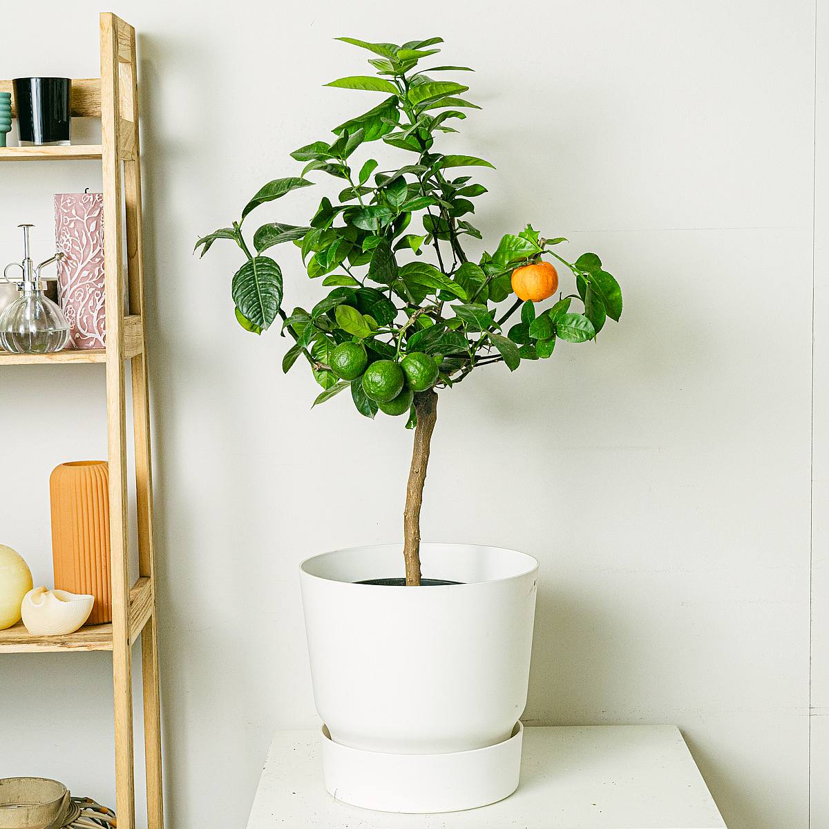 Citrus Arcobal Orange picture 1