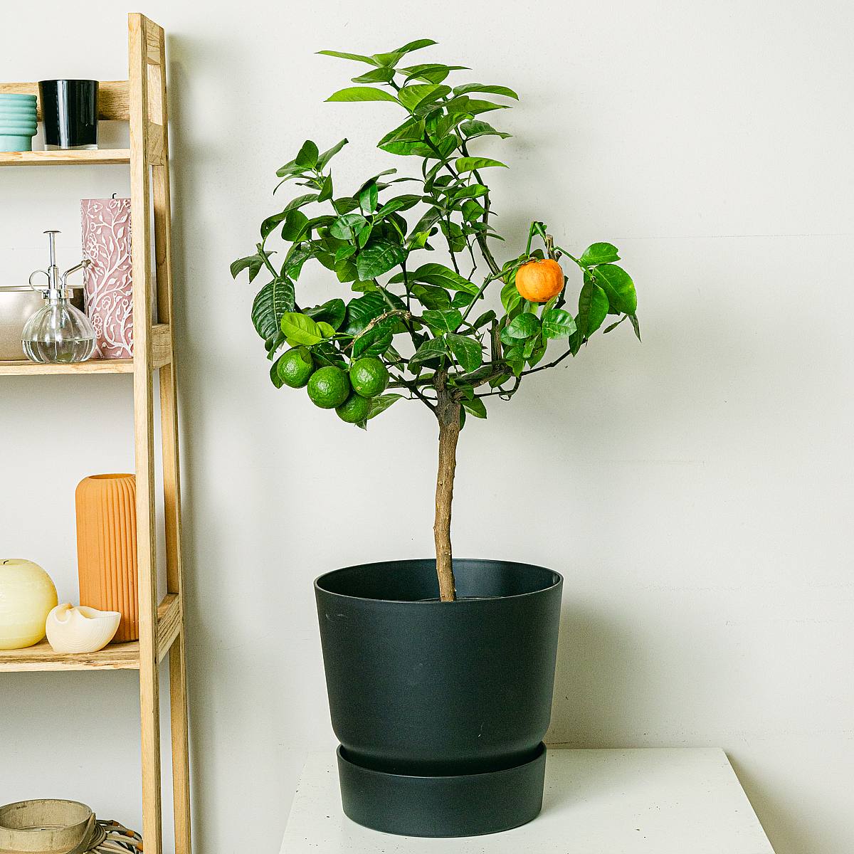 Citrus Arcobal Orange picture 0