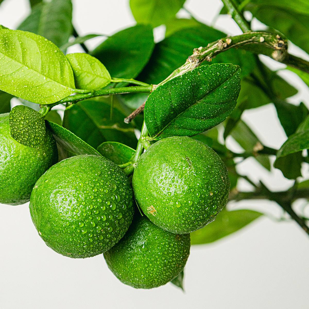Citrus Bergamia (Bergamota) picture 2