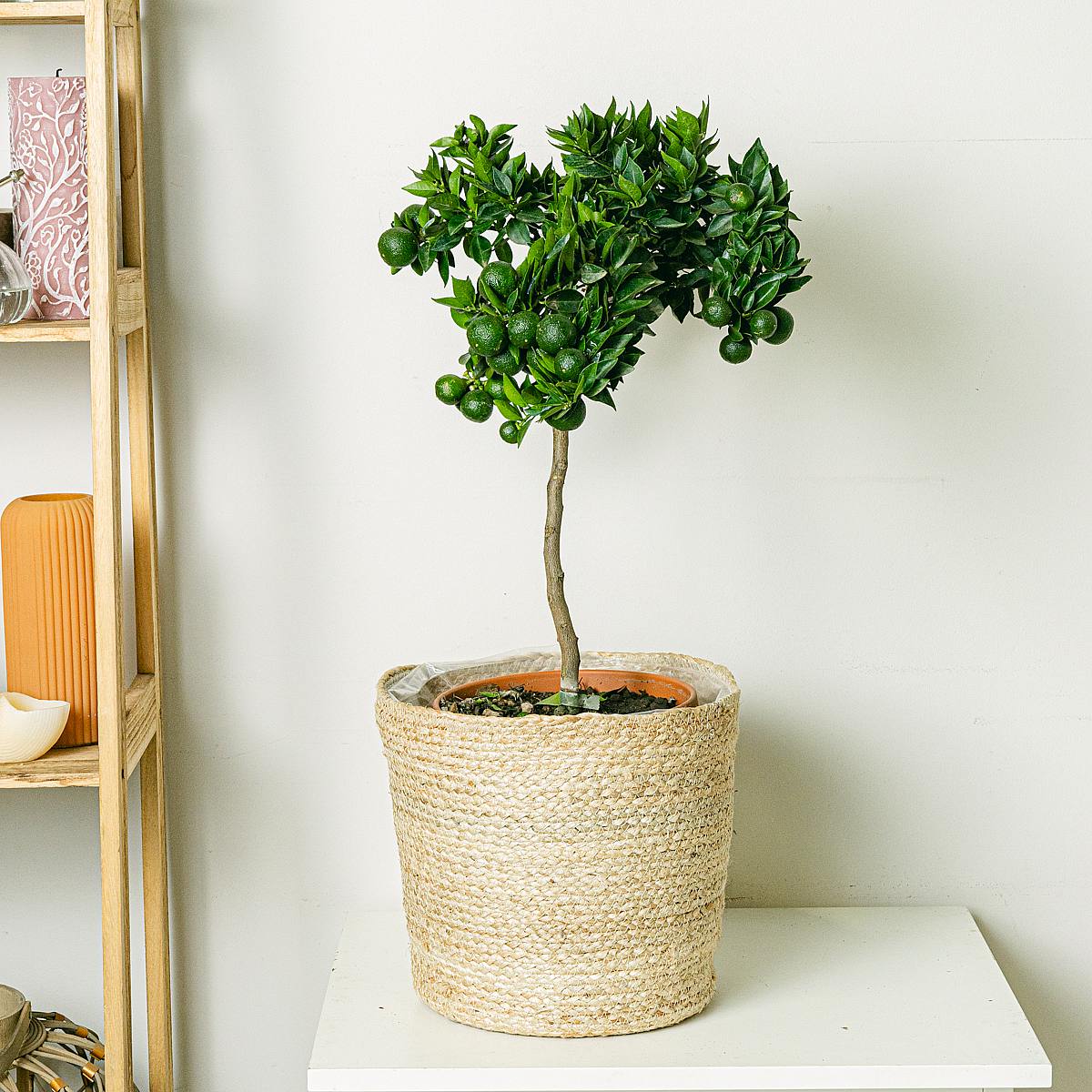 Citrusová mandarinka picture 1