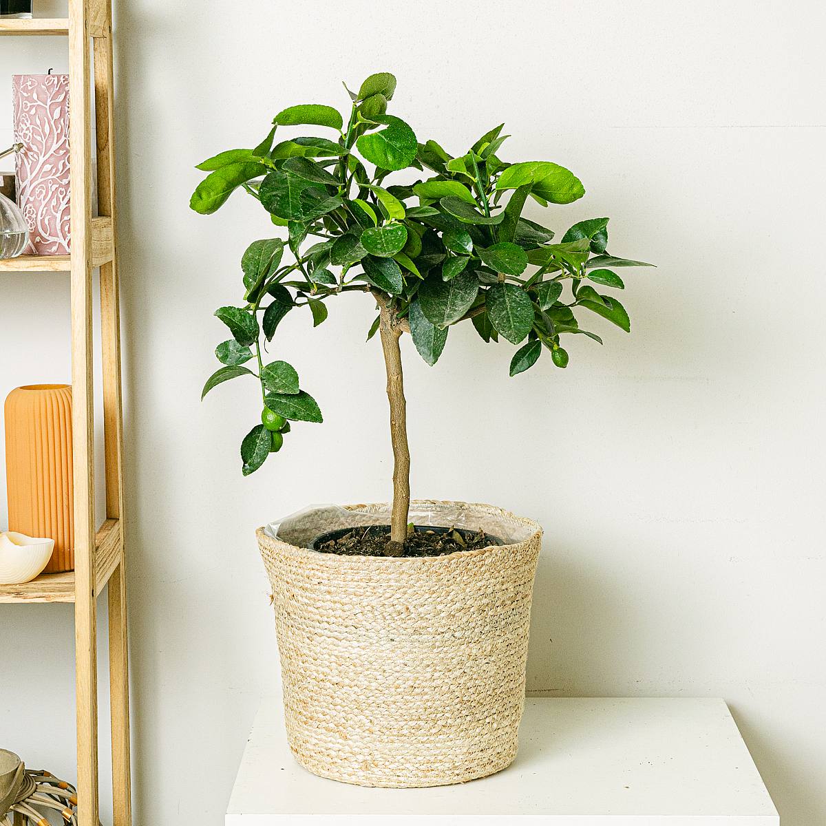 Limonka (Citrus aurantifolia) picture 1