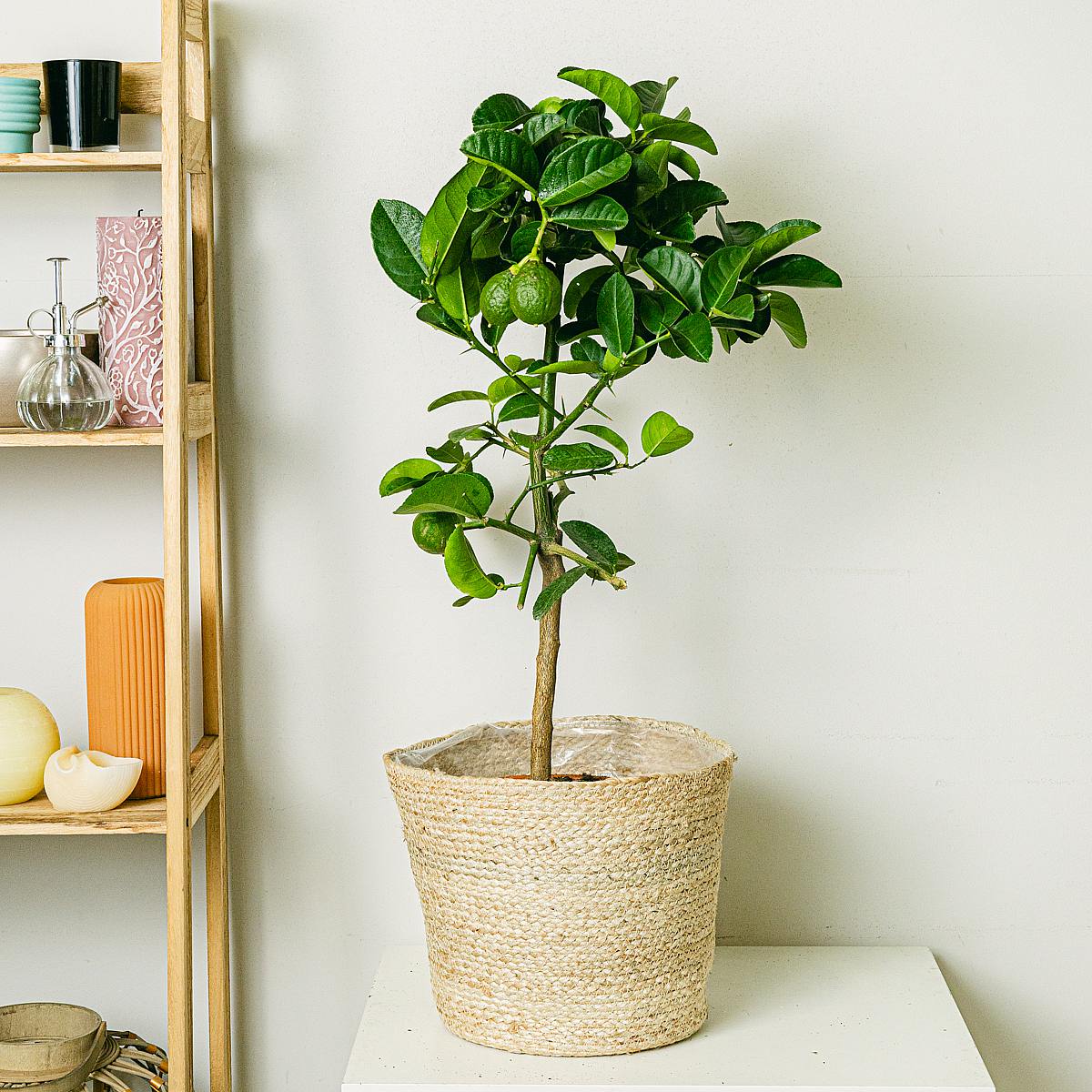 Citrus Lipo picture 0