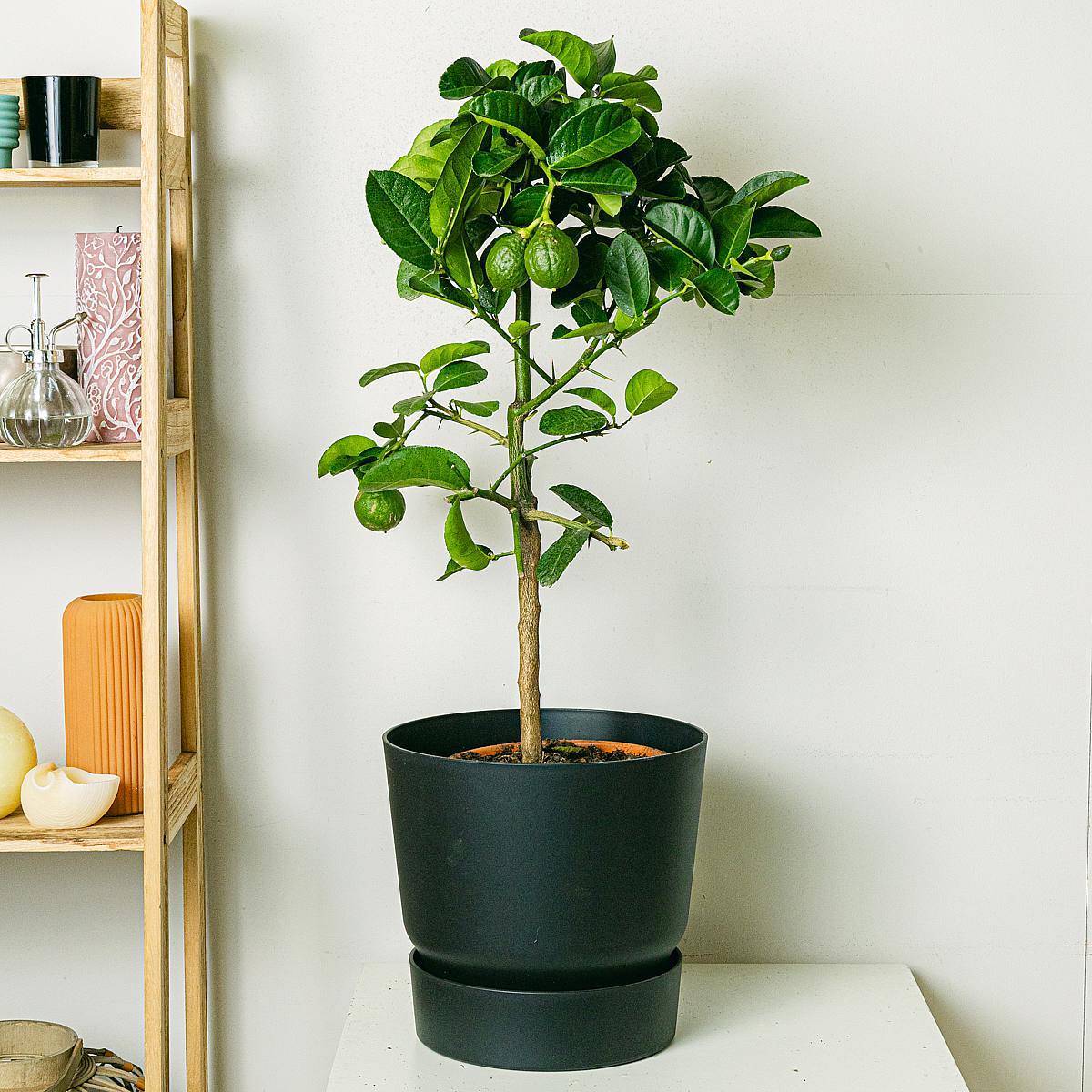 Citrus Lipo picture 1