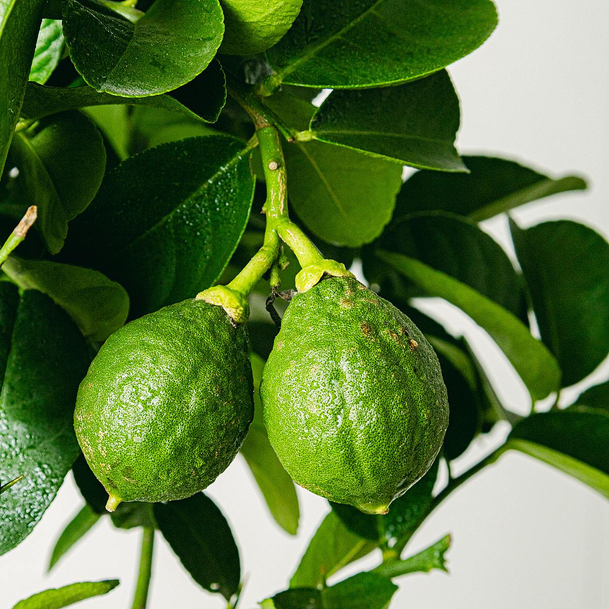 Citrus Lipo picture 2