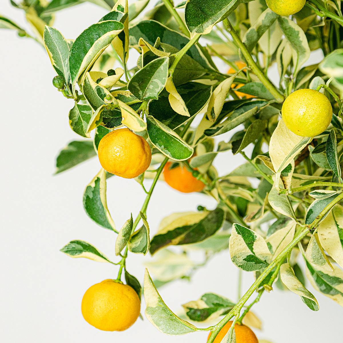 Citrus Variegata picture 3