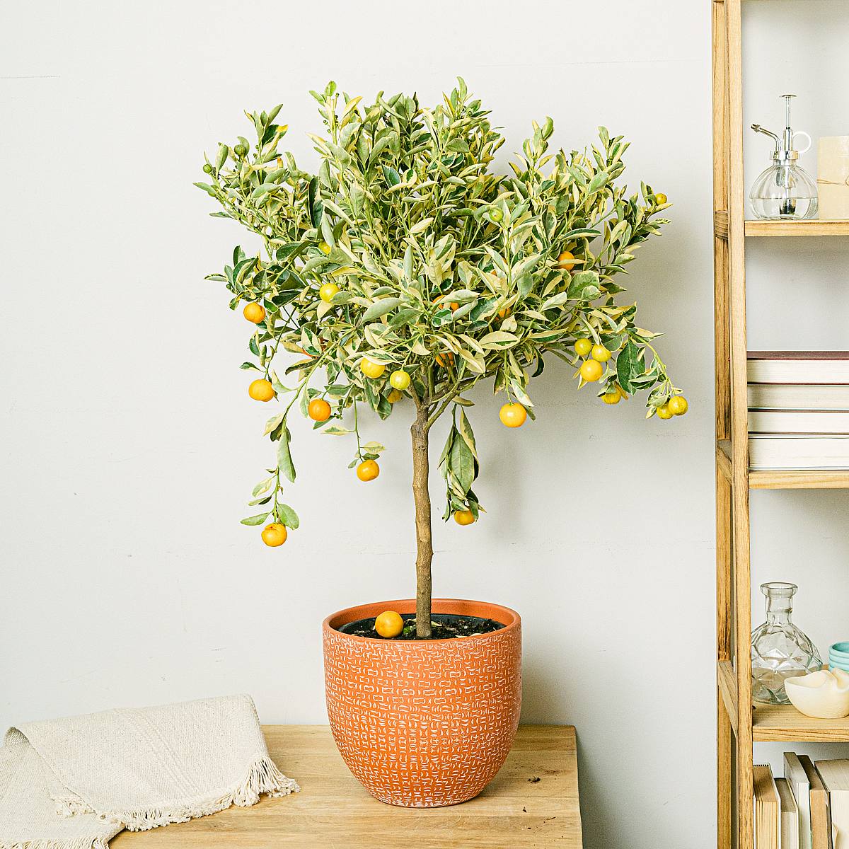 Citrus Variegata picture 0