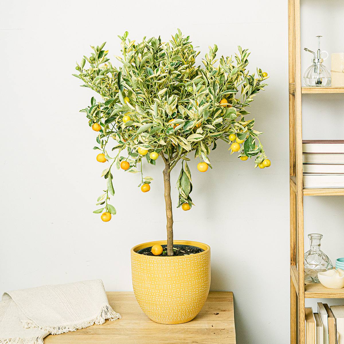 Citrus Variegata picture 1