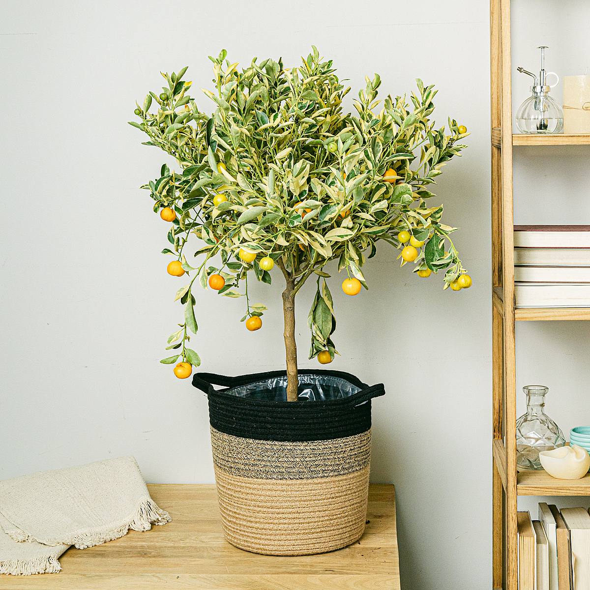 Citrus Variegata picture 2