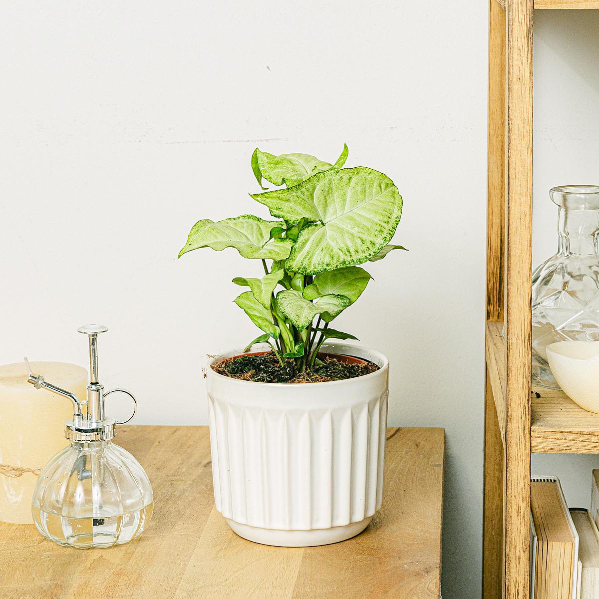 Syngonium White Butterfly picture 1