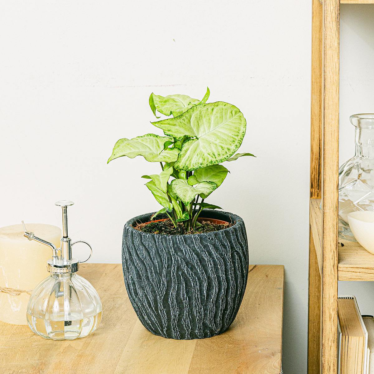 Syngonium White Butterfly picture 2