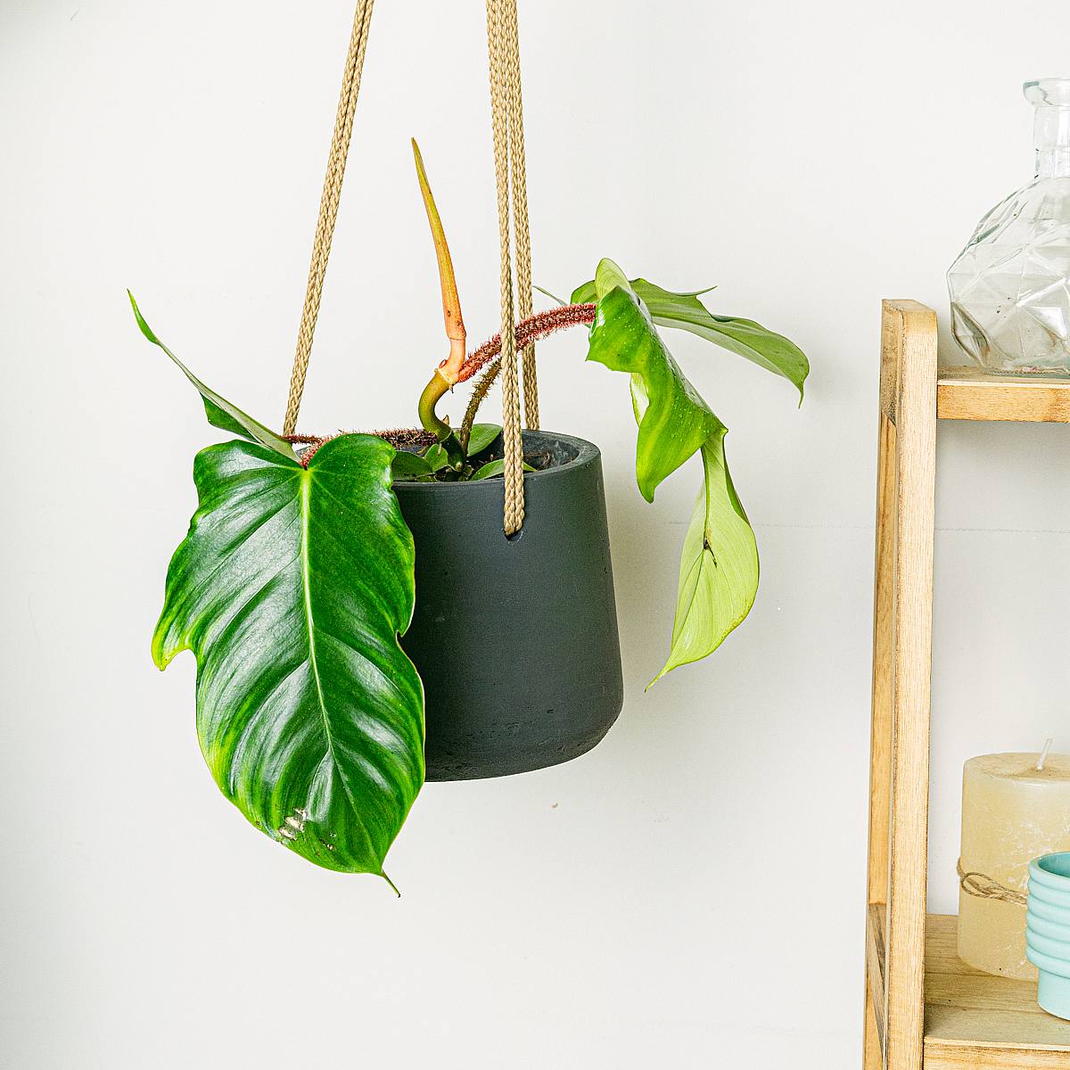 Philodendron squamiferum picture 0