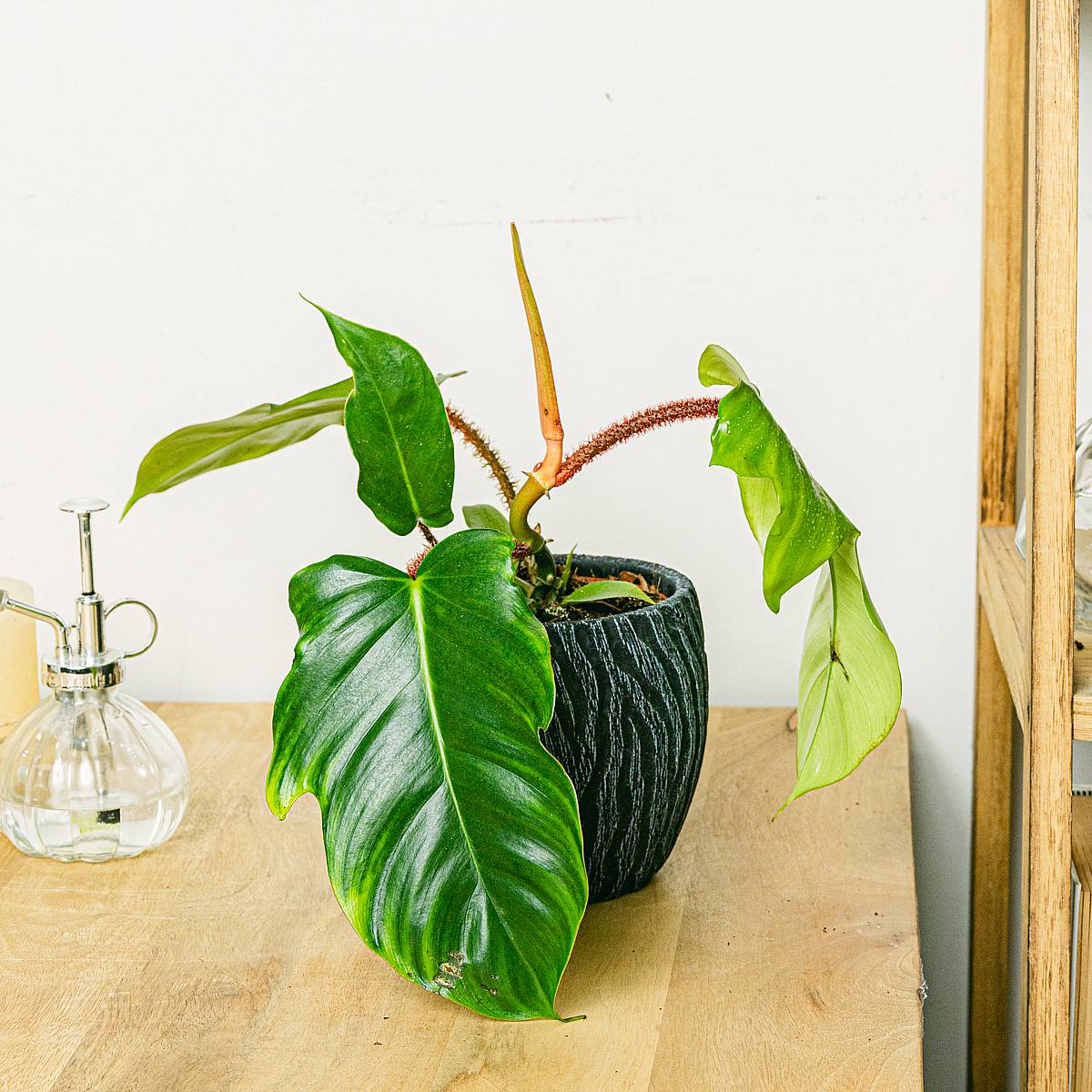 Philodendron squamiferum picture 2