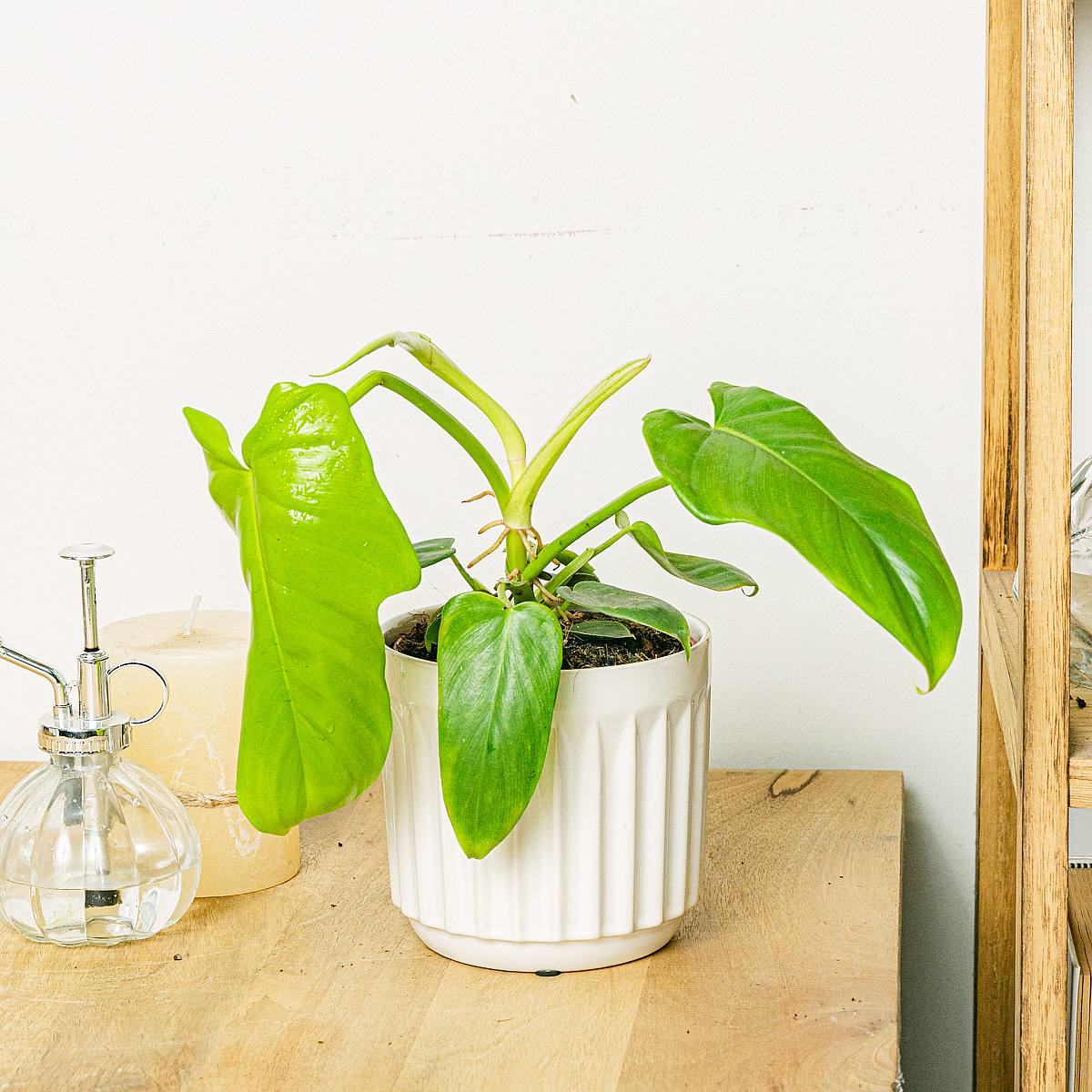 Philodendron Gyllene violin picture 1