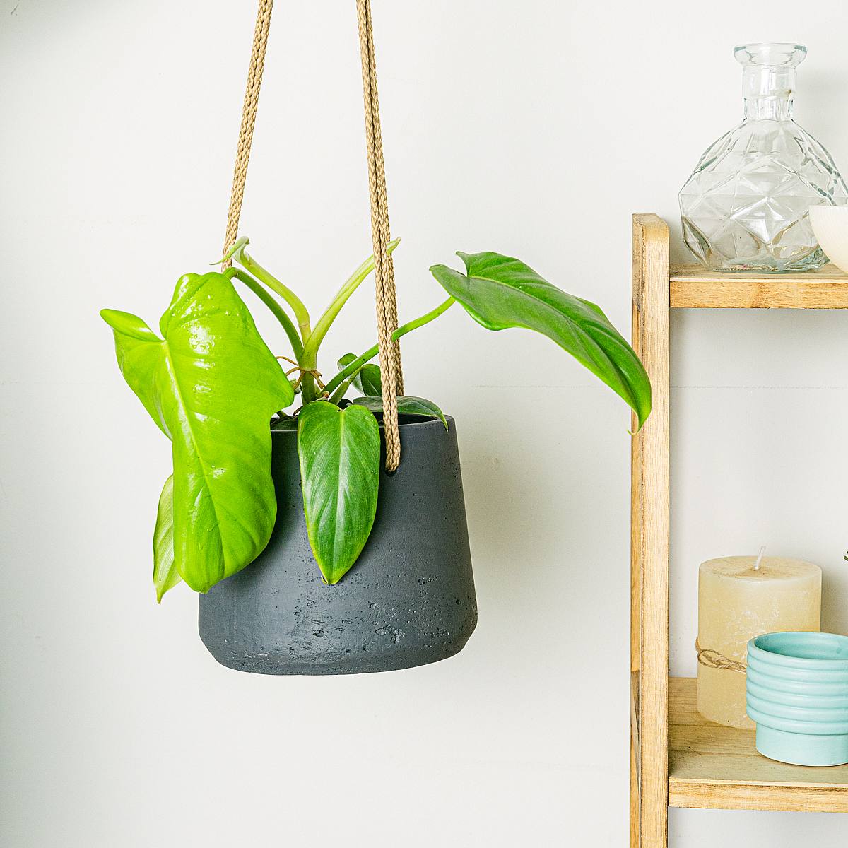 Philodendron Gyllene violin picture 2