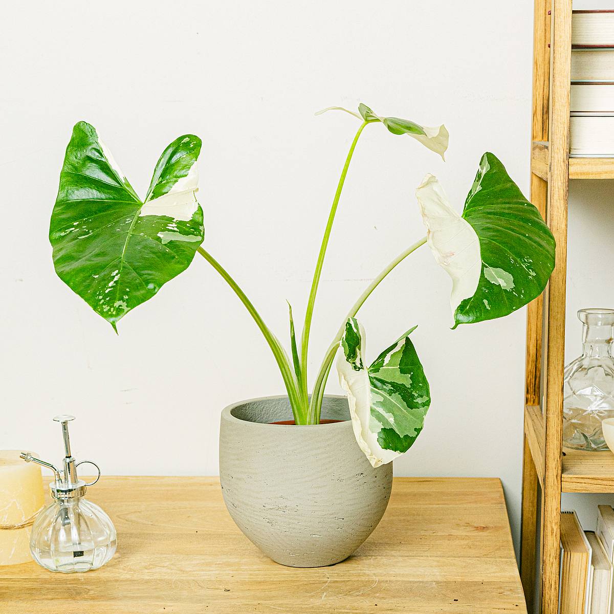 Alocasia Macrorrhiza Variegata picture 1