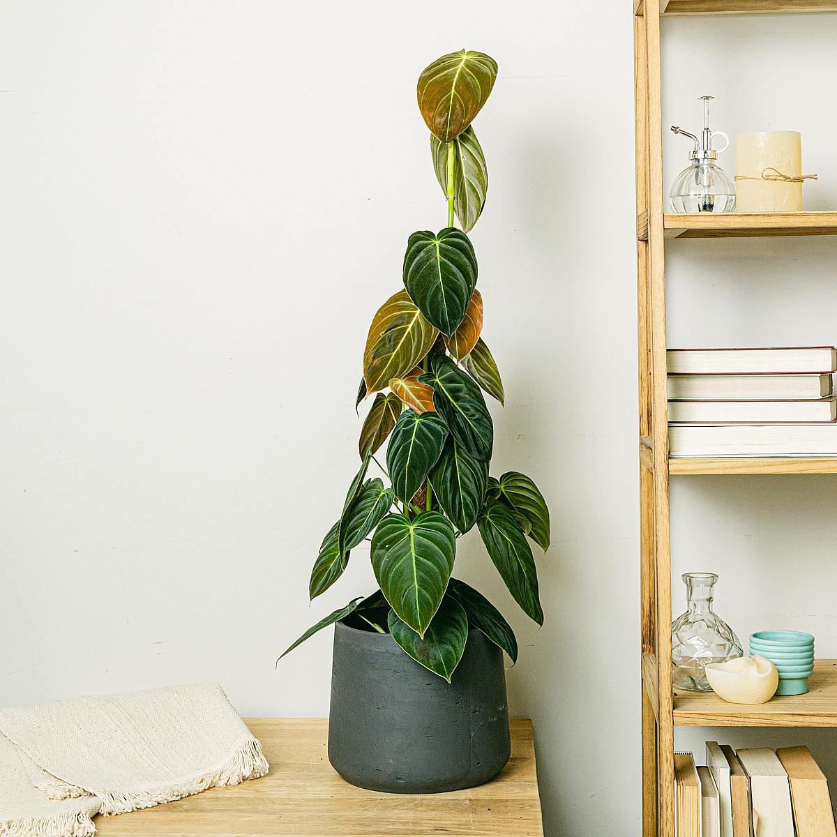 Philodendron Svart guld picture 1