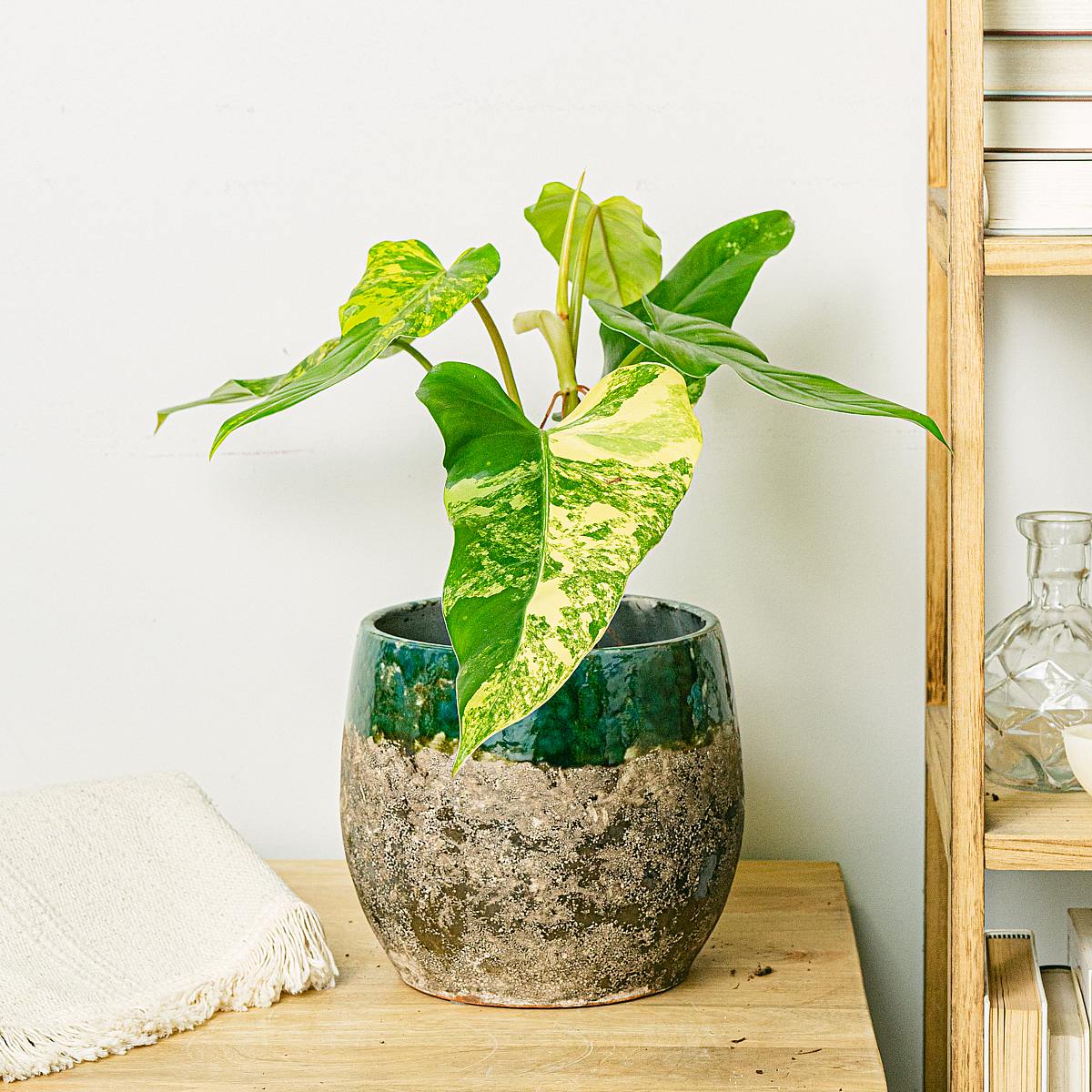 Philodendron Domesticum Variegata picture 1