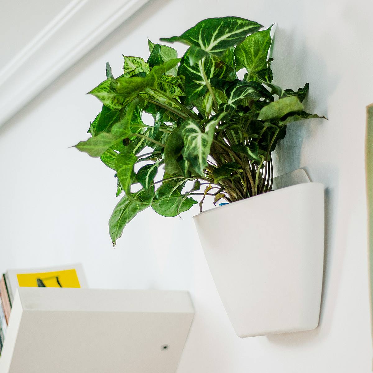 Trio WhiteNatura picture 3