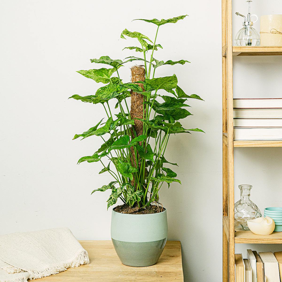 Sázecí květináč Montreal - M/17cm picture 3