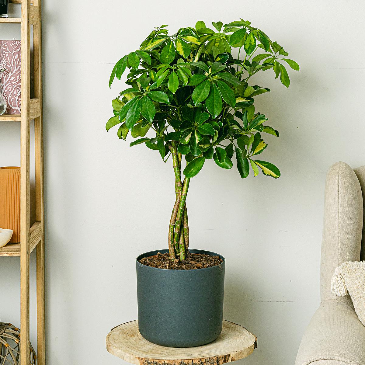 Orlando Planter - XL/22cm picture 3