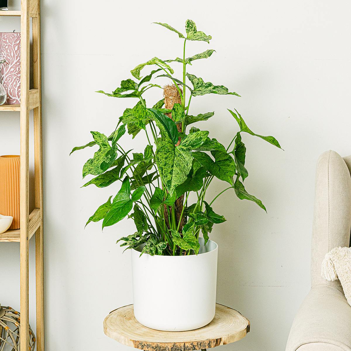 Turínský květináč -XL/22cm picture 3