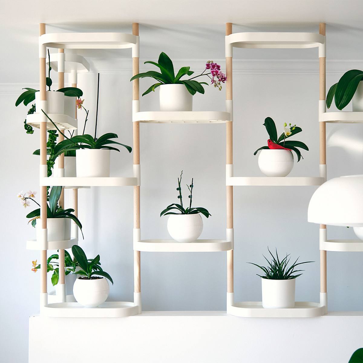 Green Oasis - White picture 2