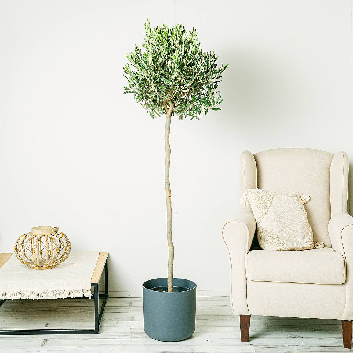 Olivträd - Lycka och välstånd picture 1