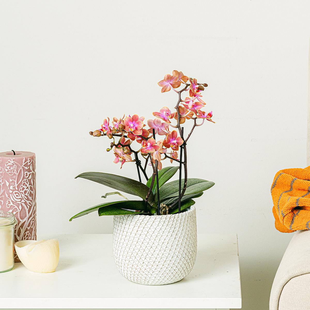 Orchidée Orange picture 1