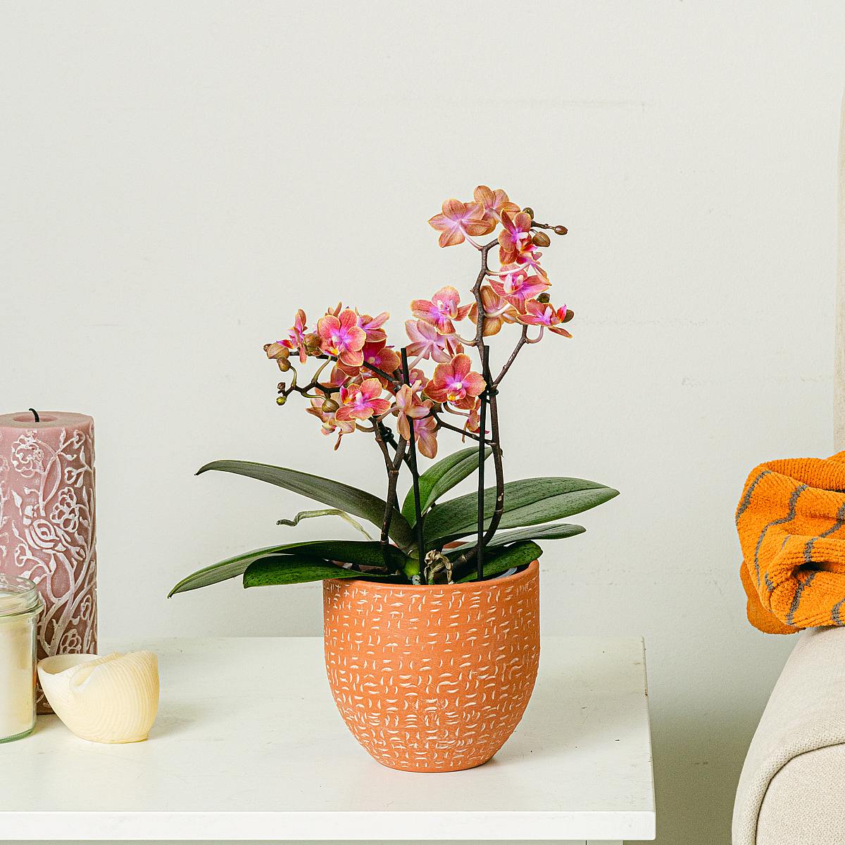 Orchidée Orange picture 2