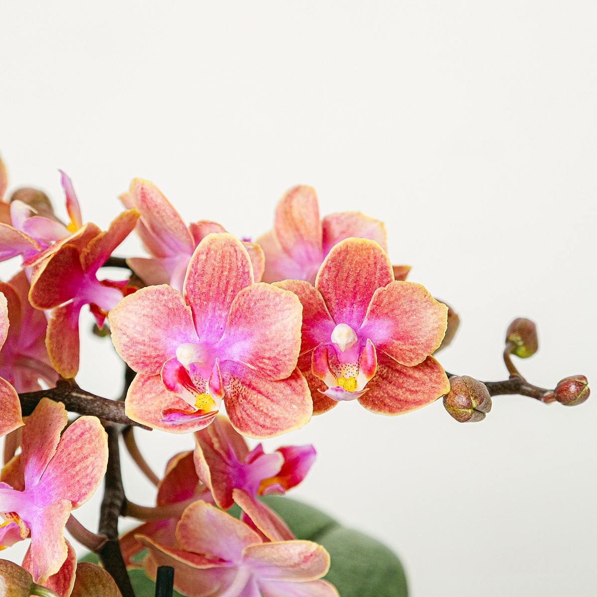 Orchidée Orange picture 3