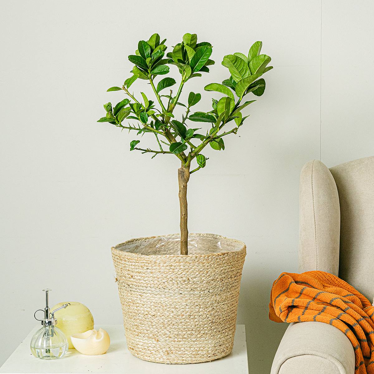 Citrus Mano de Buda picture 1