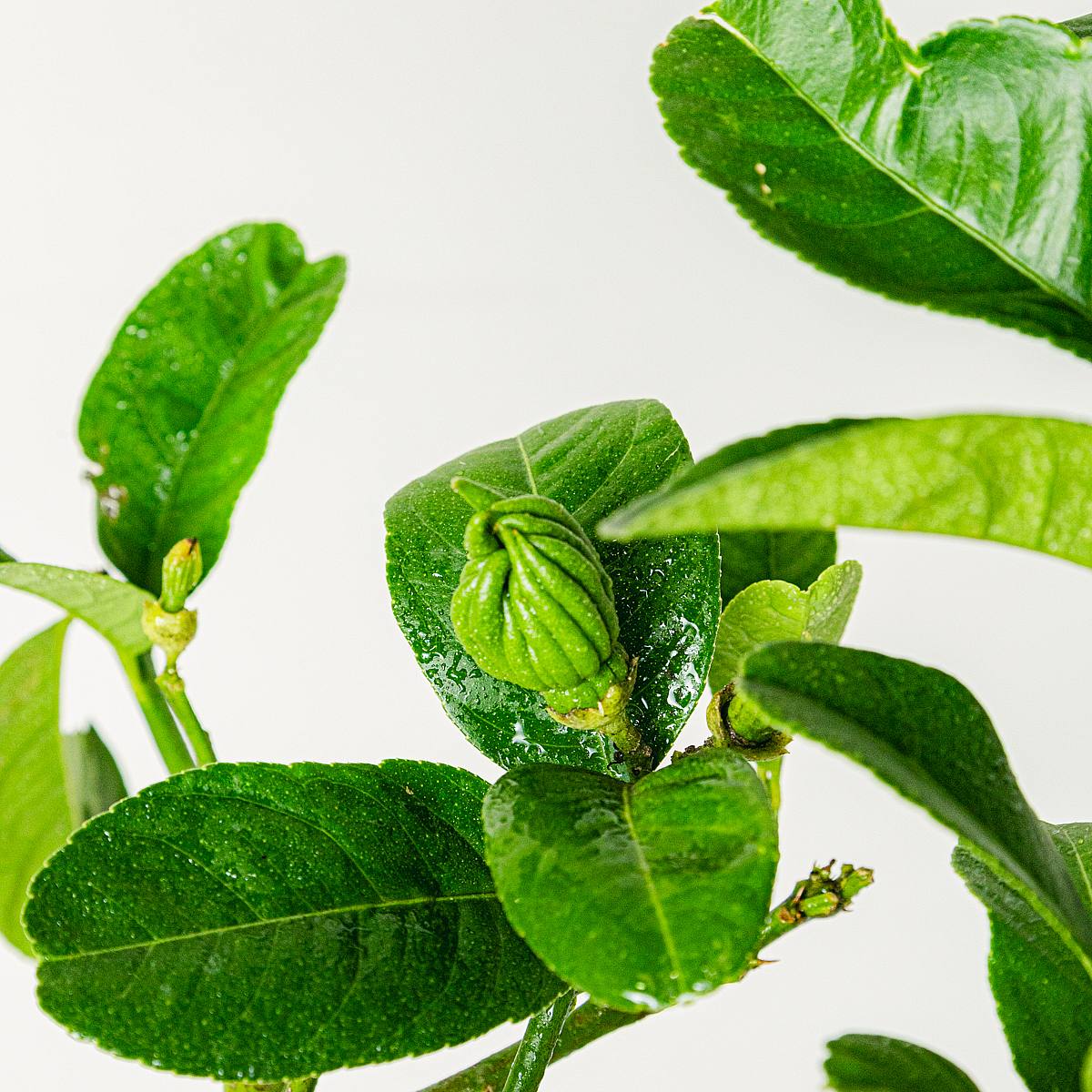 Citrus Mano de Buda picture 2