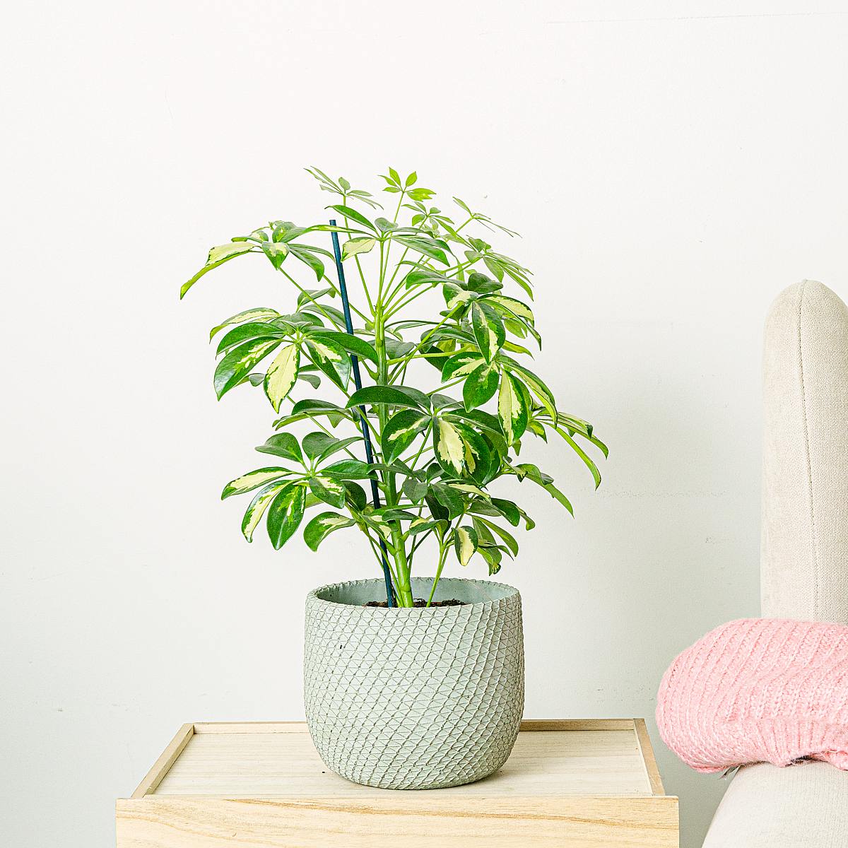 Malta urtepotte - M/15cm picture 2