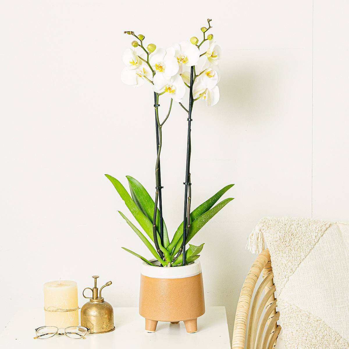 Biała orchidea picture 0