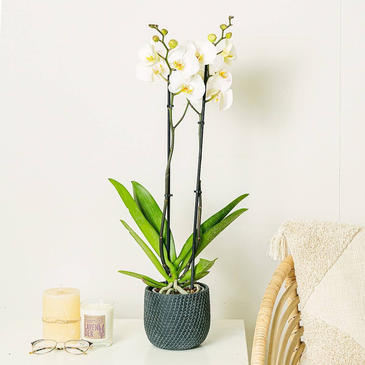Biała orchidea picture 1