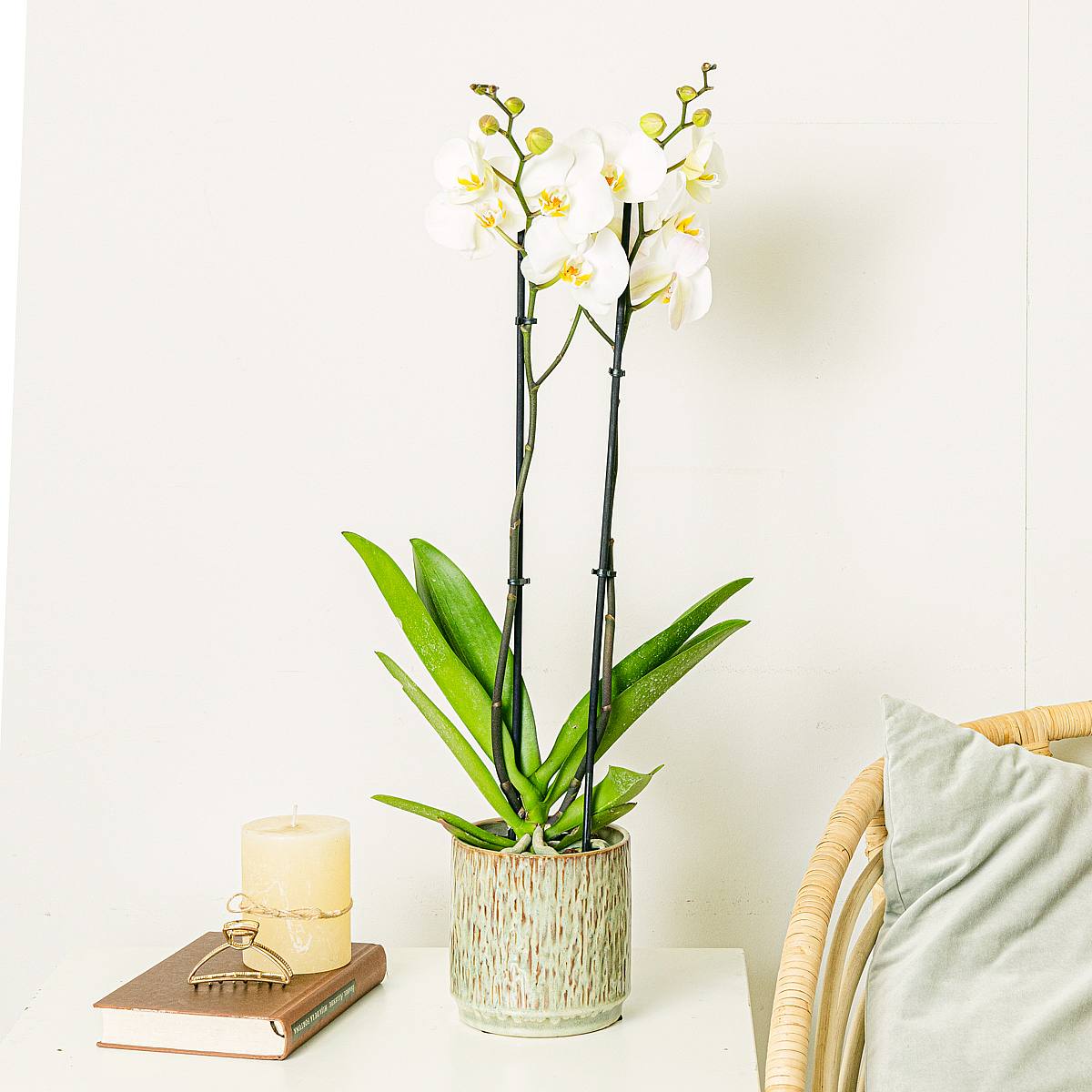 Biała orchidea picture 2