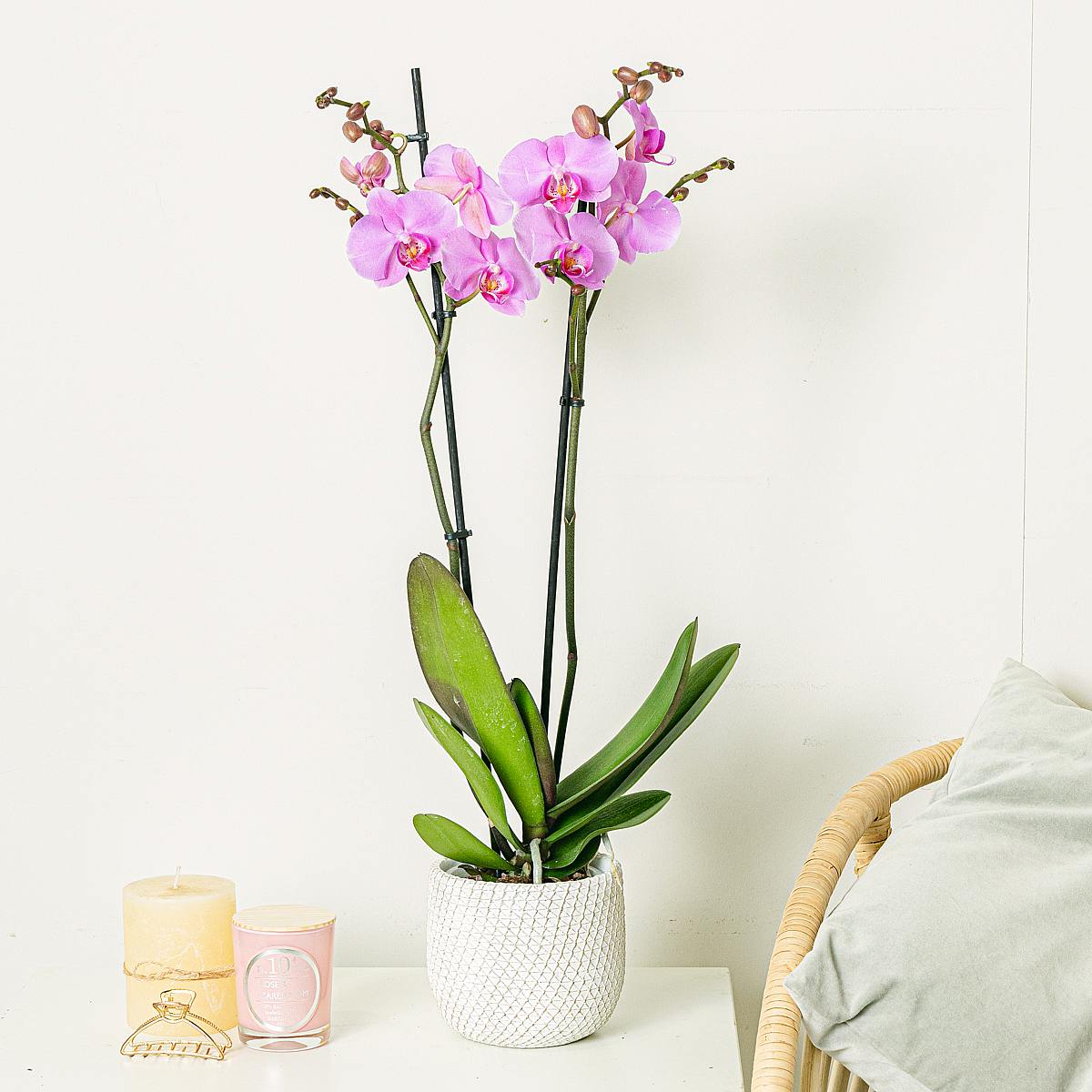 Orchidea rosa chiaro picture 0