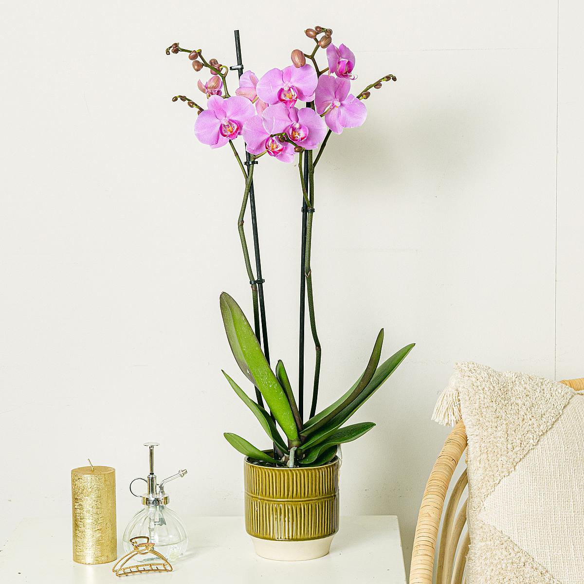 Orchidea rosa chiaro picture 1
