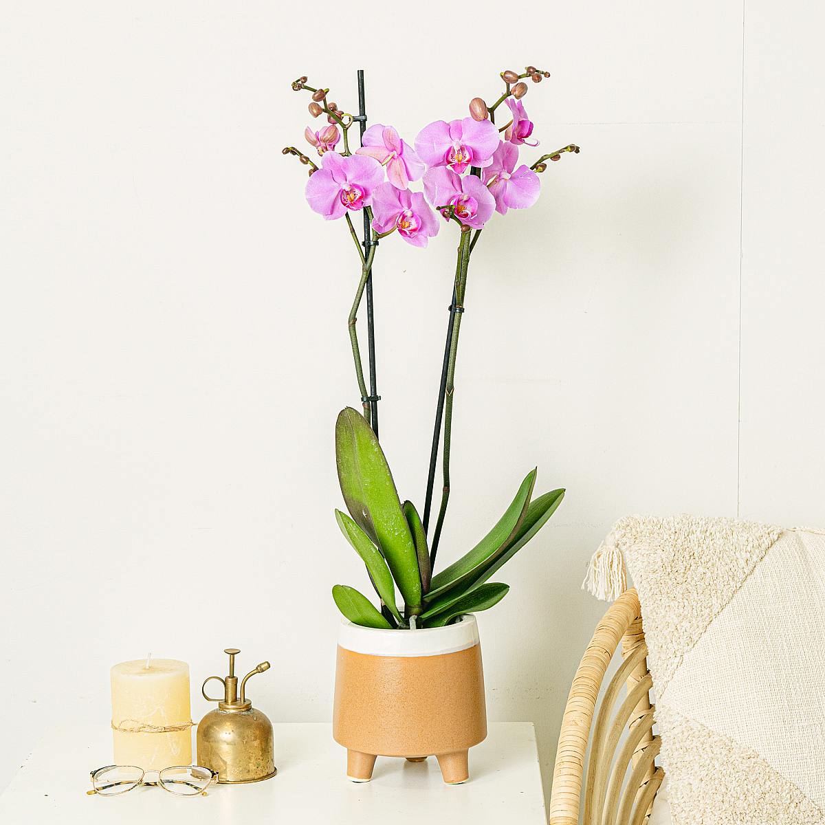 Orchidea rosa chiaro picture 2