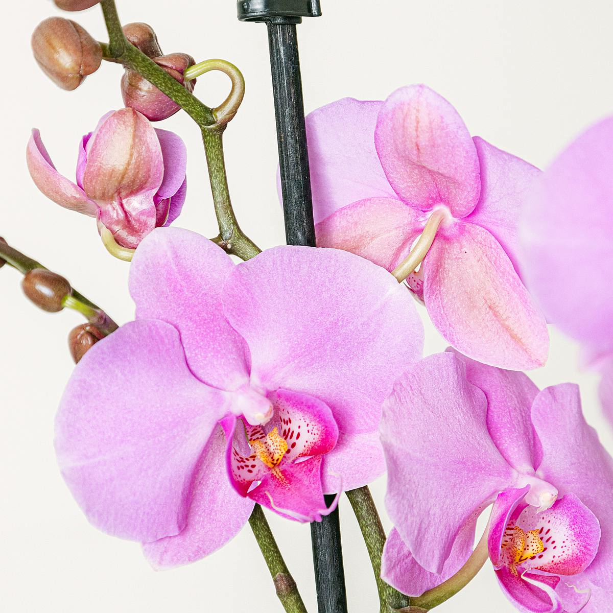 Orchidea rosa chiaro picture 3
