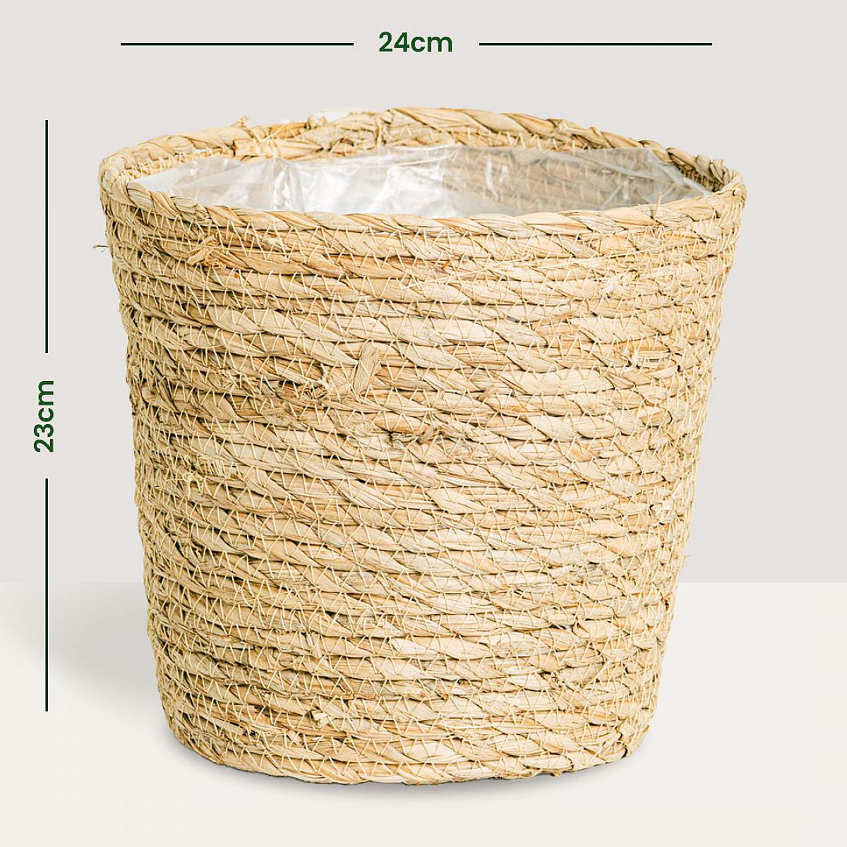 Canestro Mand Osaka picture 4