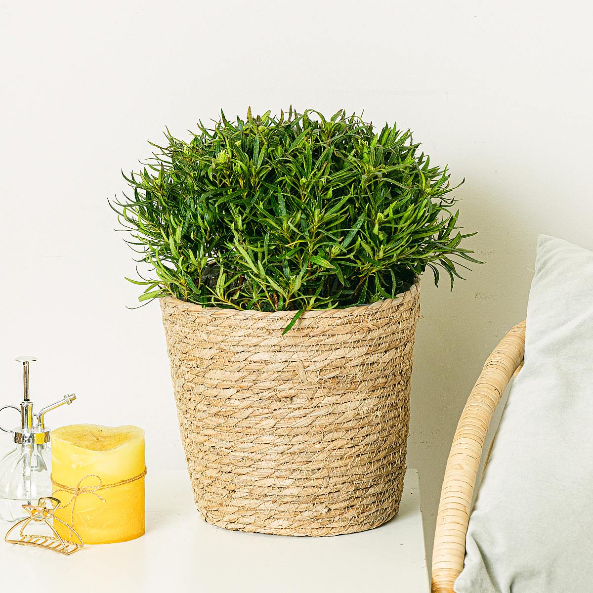 Canestro Mand Osaka picture 3