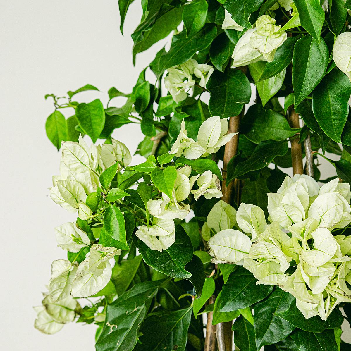 Biała bugenwilla picture 2