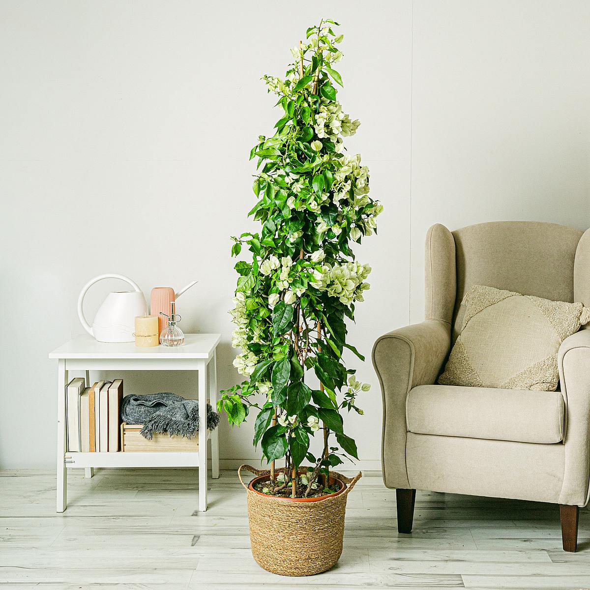 Biała bugenwilla picture 3