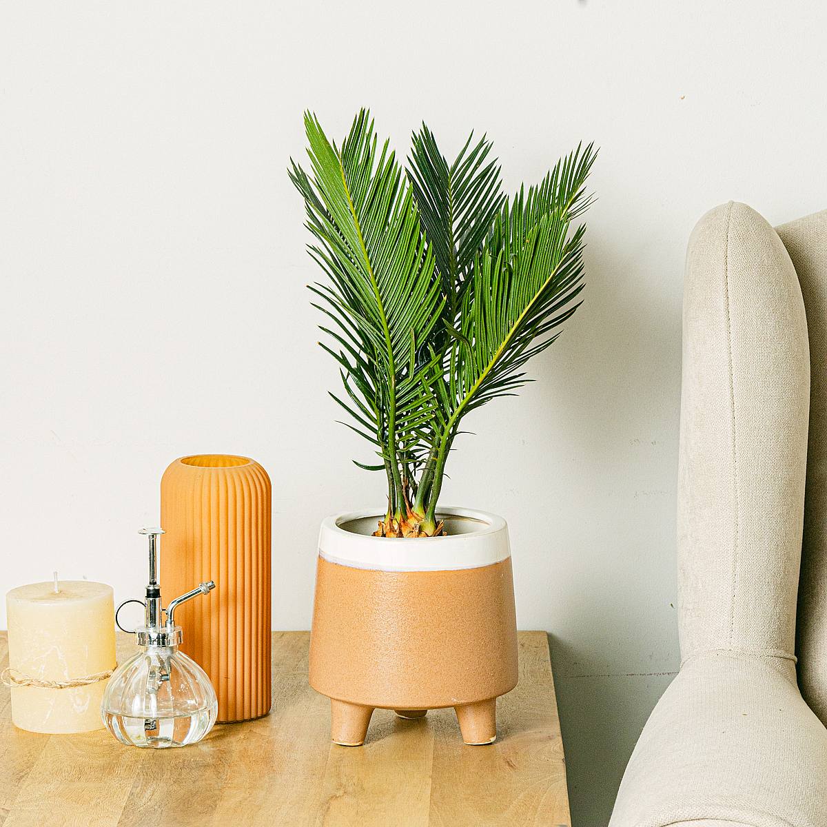 Cycas Revoluta - 40 см picture 1